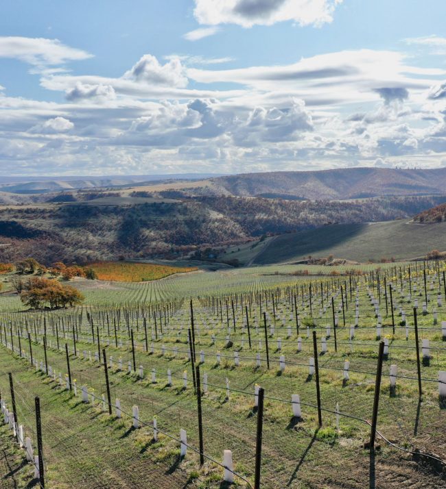 Fall vineyard scene