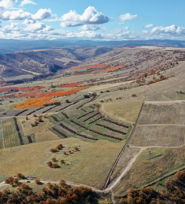 Aerial vineyard in fall