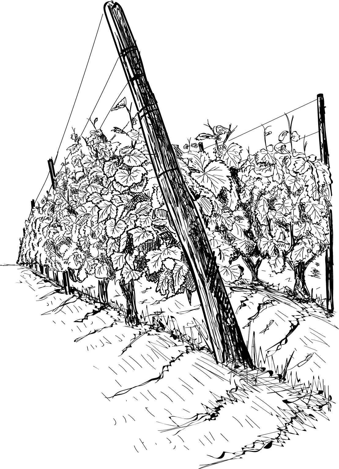 vines_rt Vineyard illustration