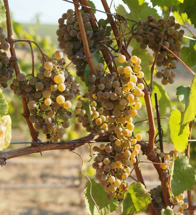 Grape_vine_2021_harvest_threemile