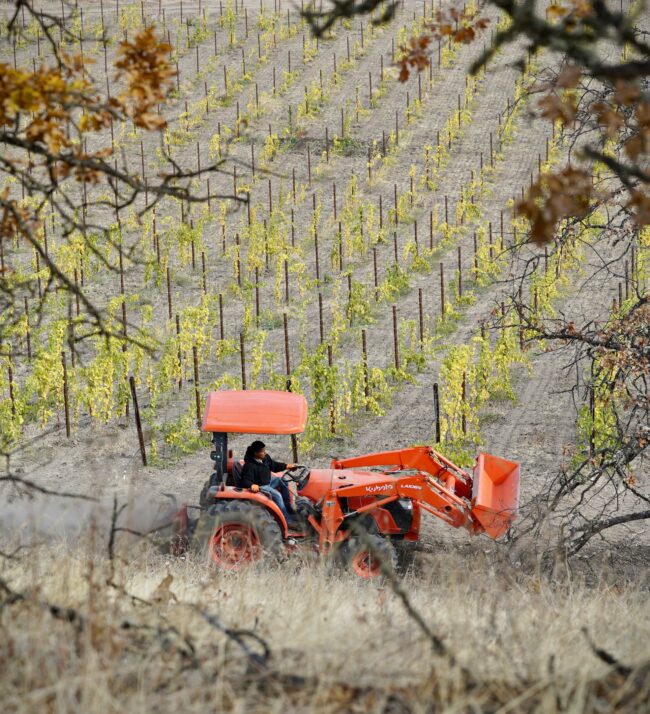 tractor_vineyard_oak_trees