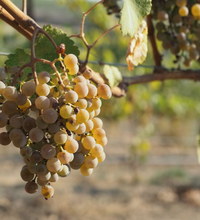 wine_grapes_on_vine