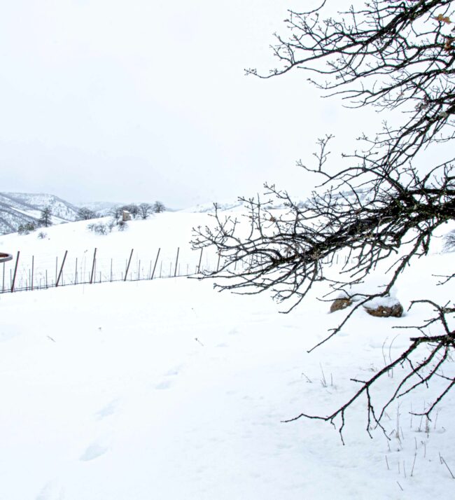 Rustic_snowy_vineyard_oak
