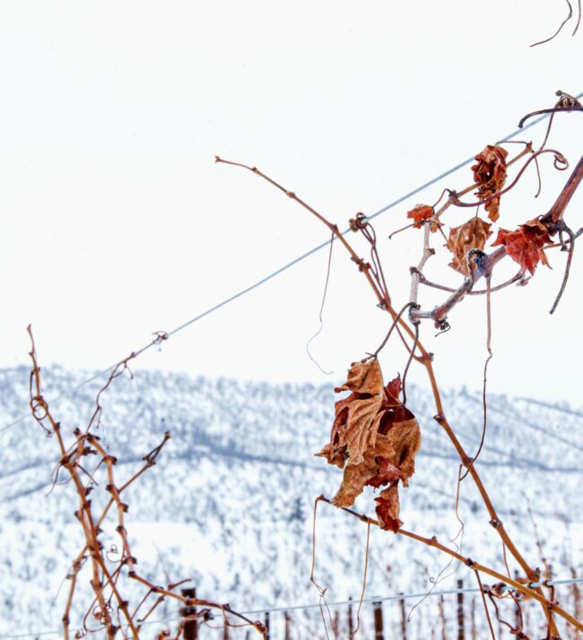 Snow_vineyard_grapevine