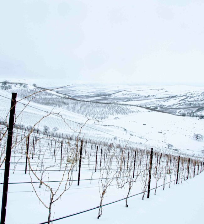 Threemile_vineyard_snow_hills