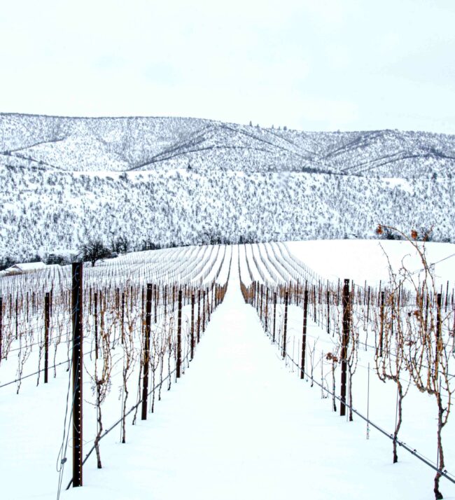 Vine_rows_threemile_vineyard_snow