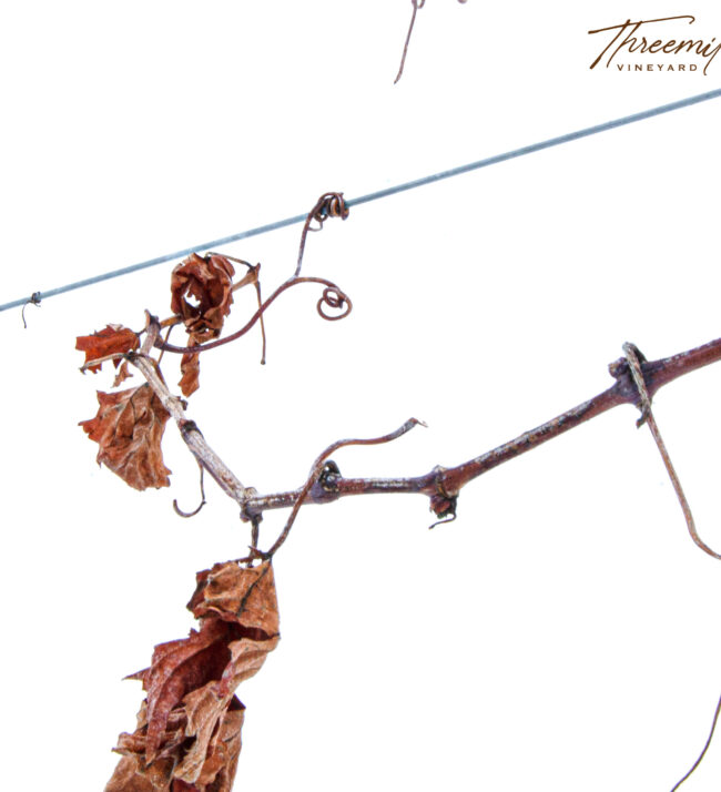 grape_leaves_winter_dormancy