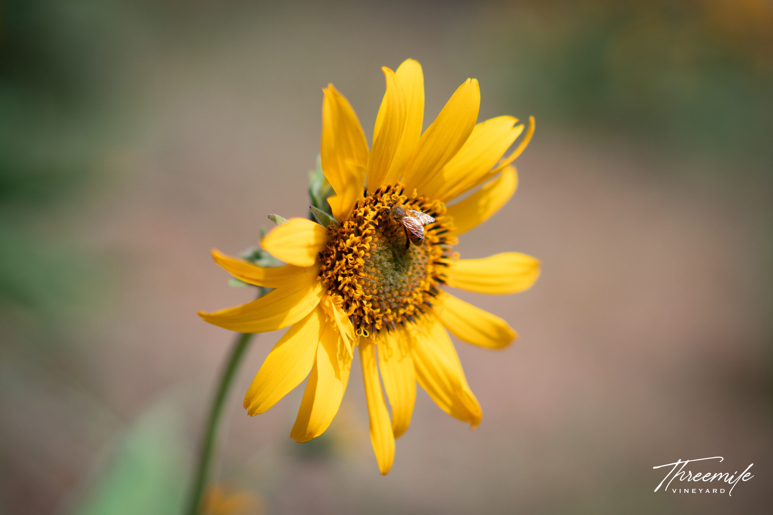 Bee_pollenating_arrowroot_balsam-