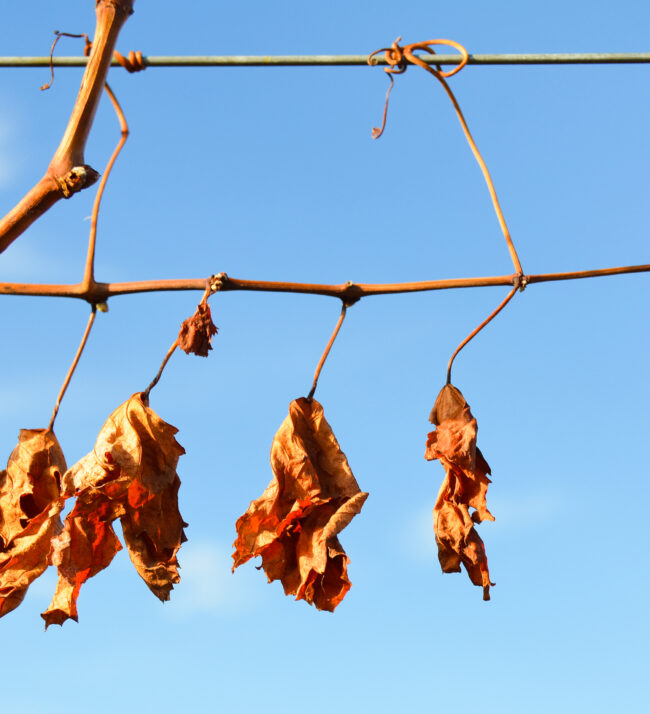 Dried_grape_leaves_winter_vineyard