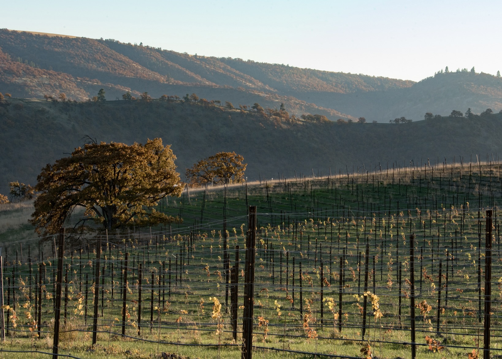 Fall_2019_cover_Threemile_vineyard