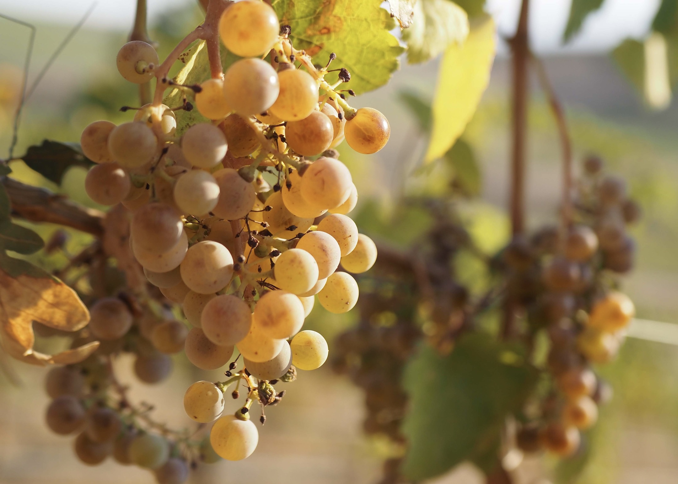 Fall_2021_cover_threemile_vineyard