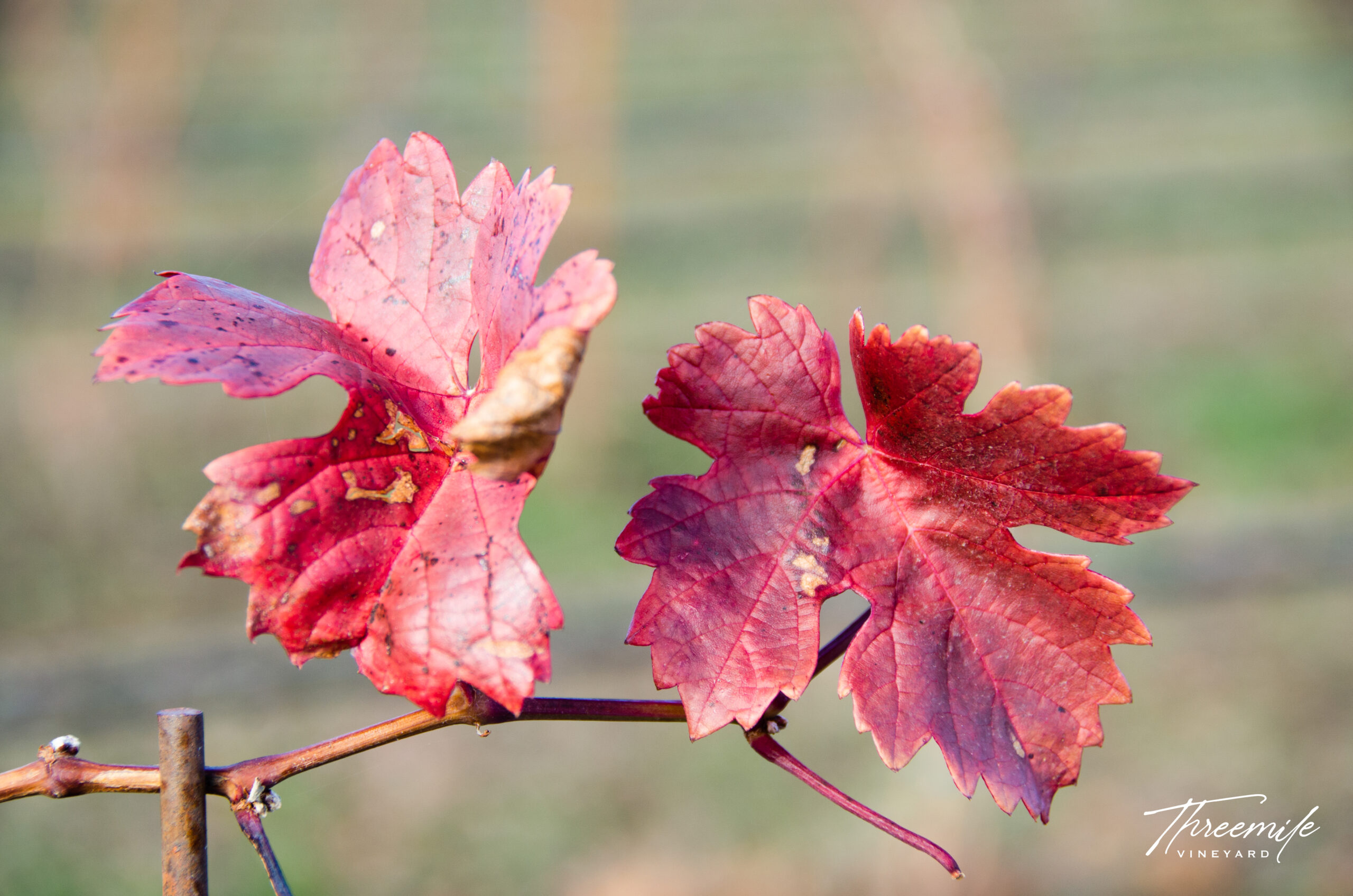 all_color_red_grapeleaves_vineyard-