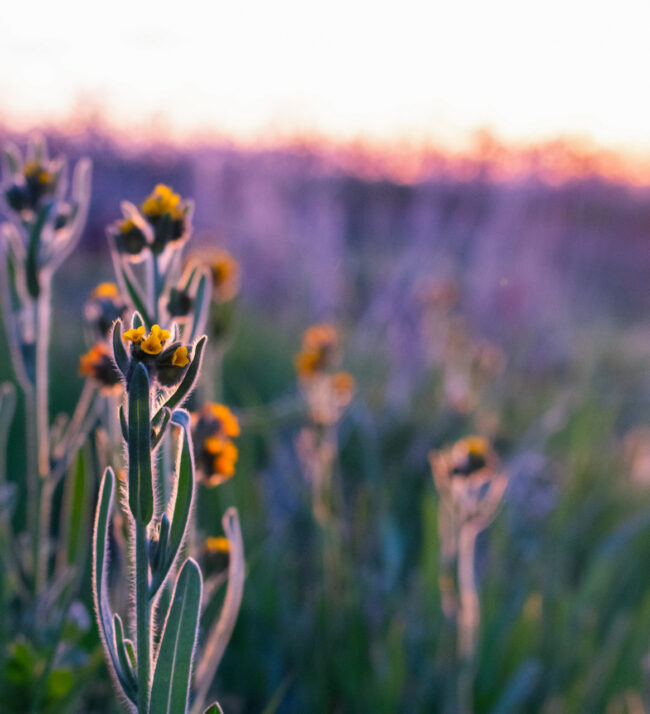 Fiddleneck_in_sunrise_wildflower