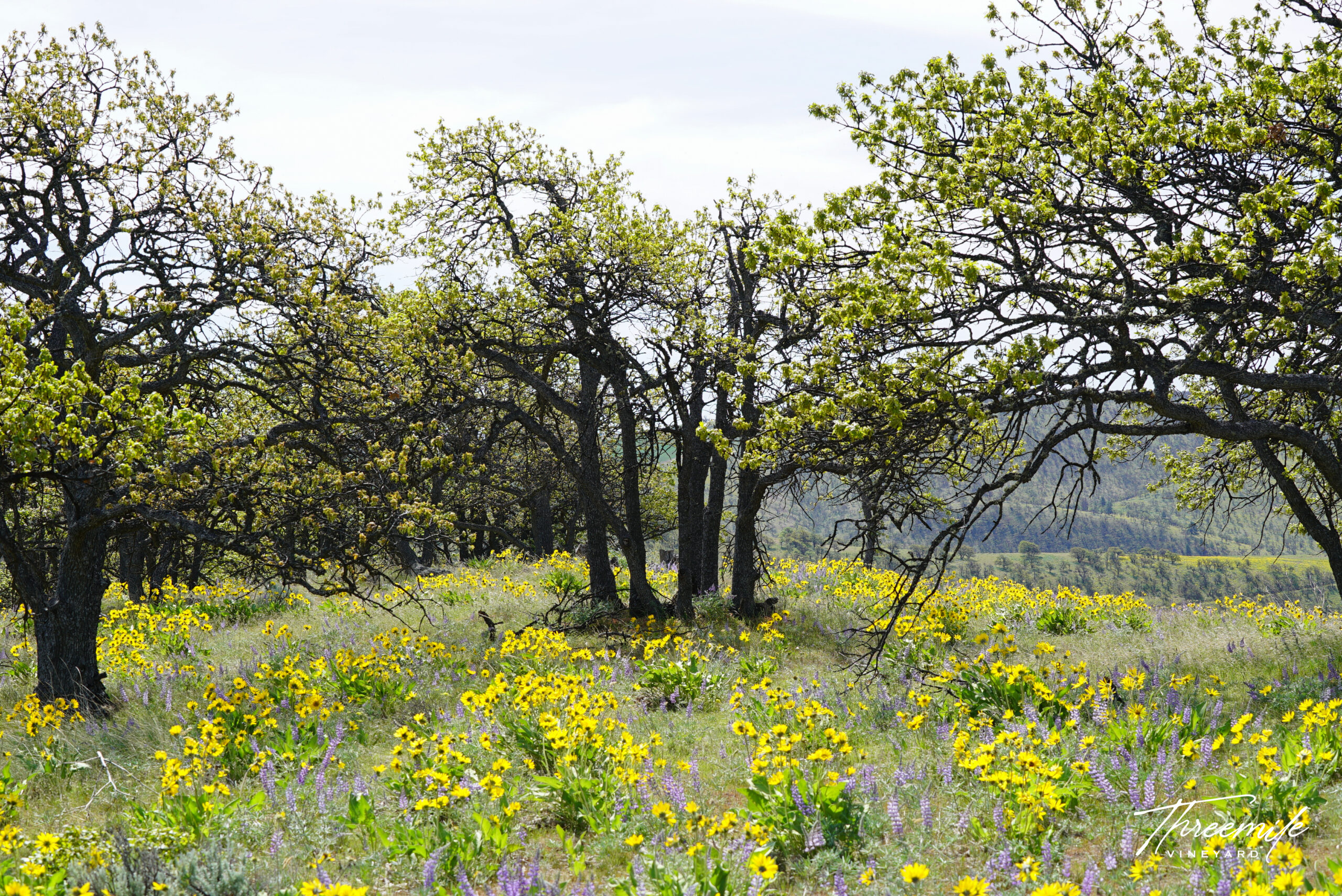 Oak grove with wildflower bloom