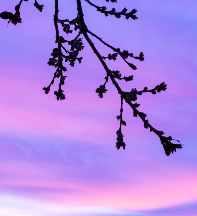 Oak_tree_buds_purple_sunrise
