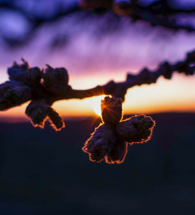 Oregon_white_oak_buds_in_sunrise