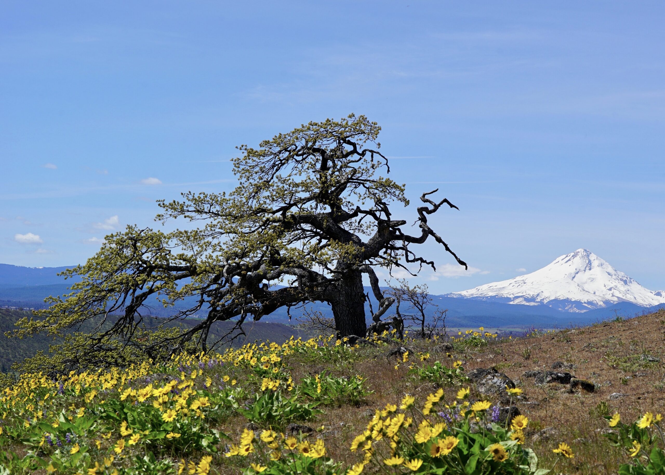 Spring_2021_cover_threemile_vineyard
