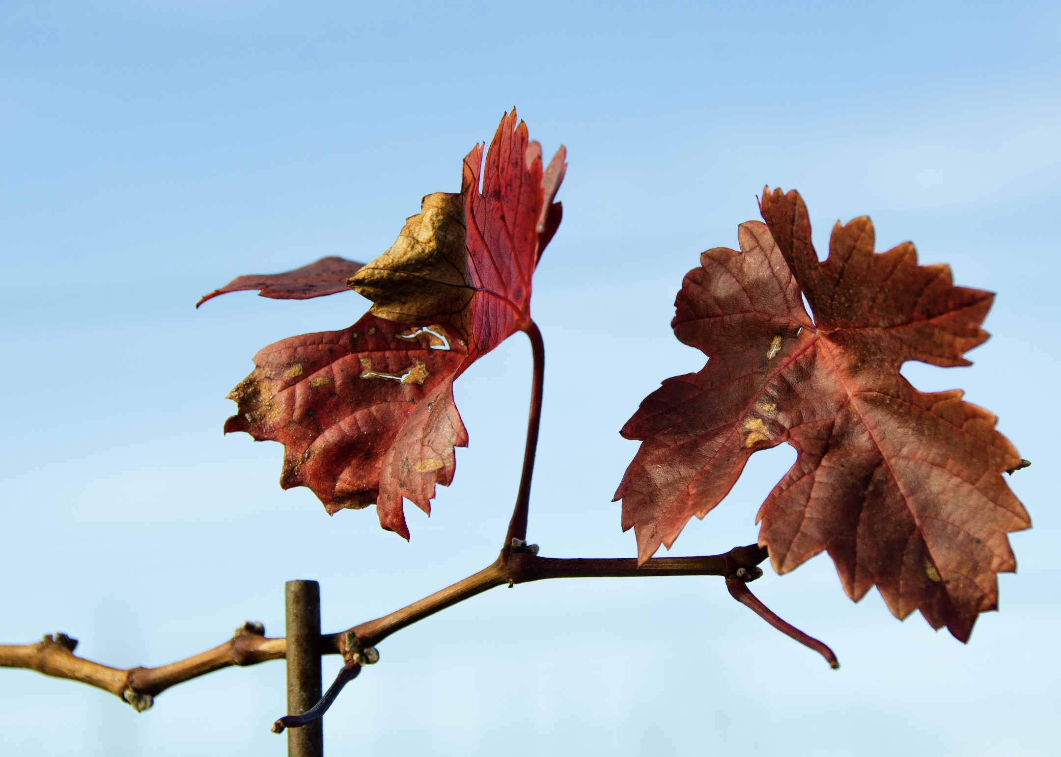 Winter_2021_cover_Threemile_vineyard-