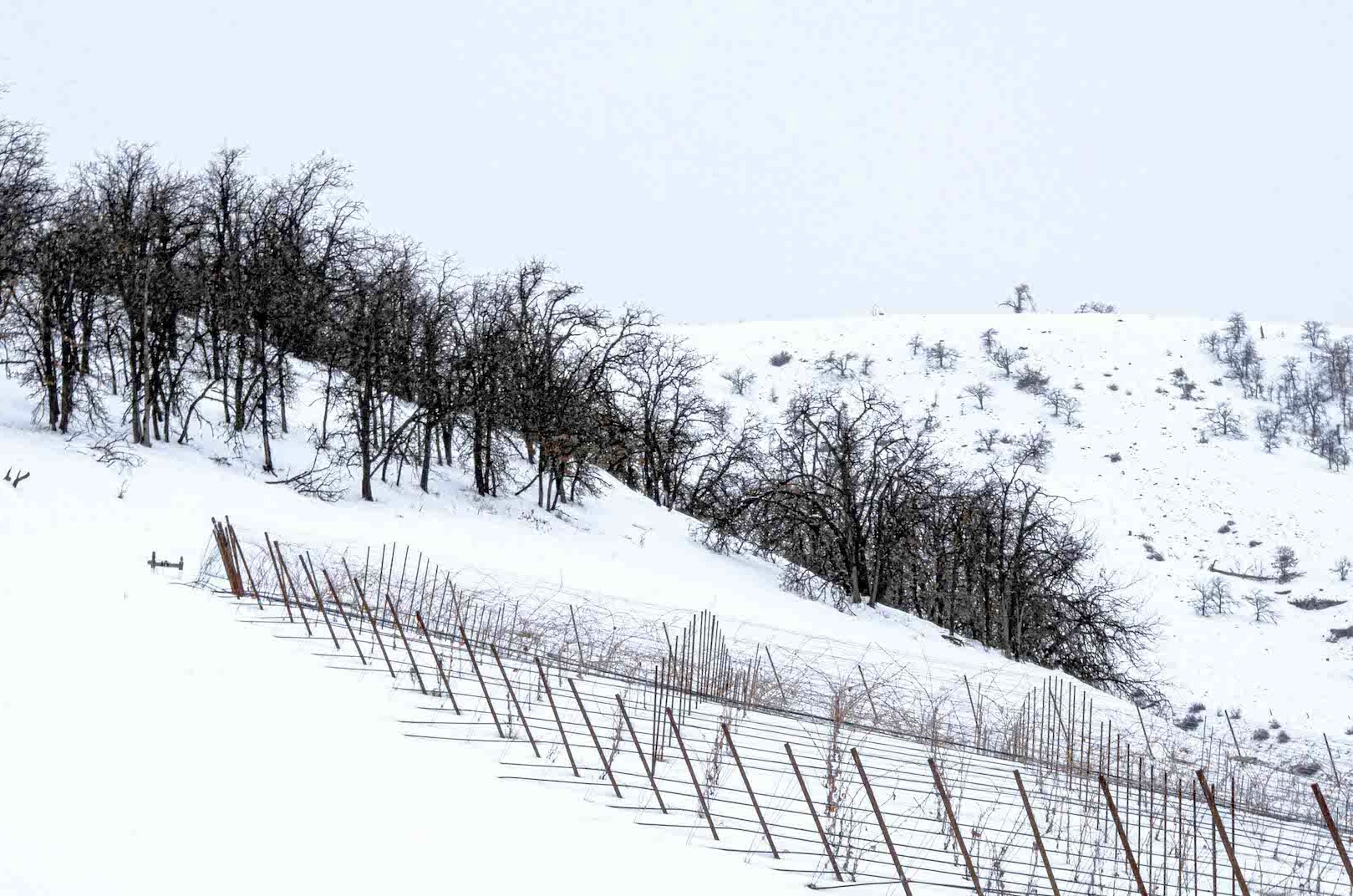 Winter at Threemile Vineyard