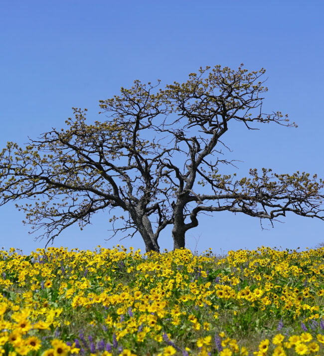 ancient_oregon_oak_with_wildflowers