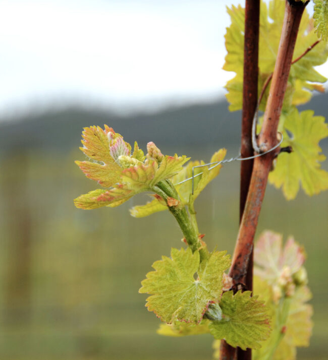 buds_leafing_out_threemile_vineyard_grapevine_grape_leaves