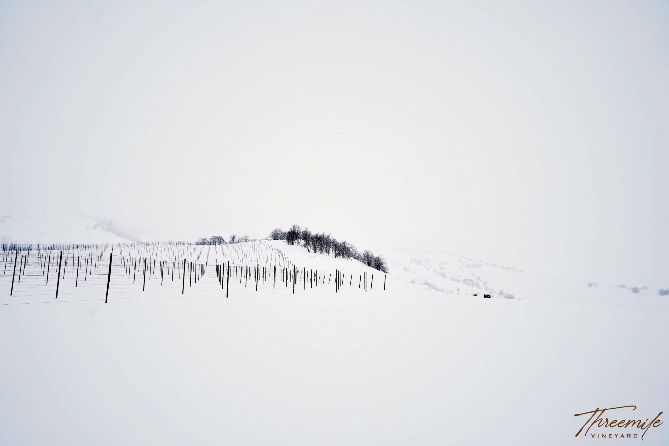 threemile_vineyard_winter
