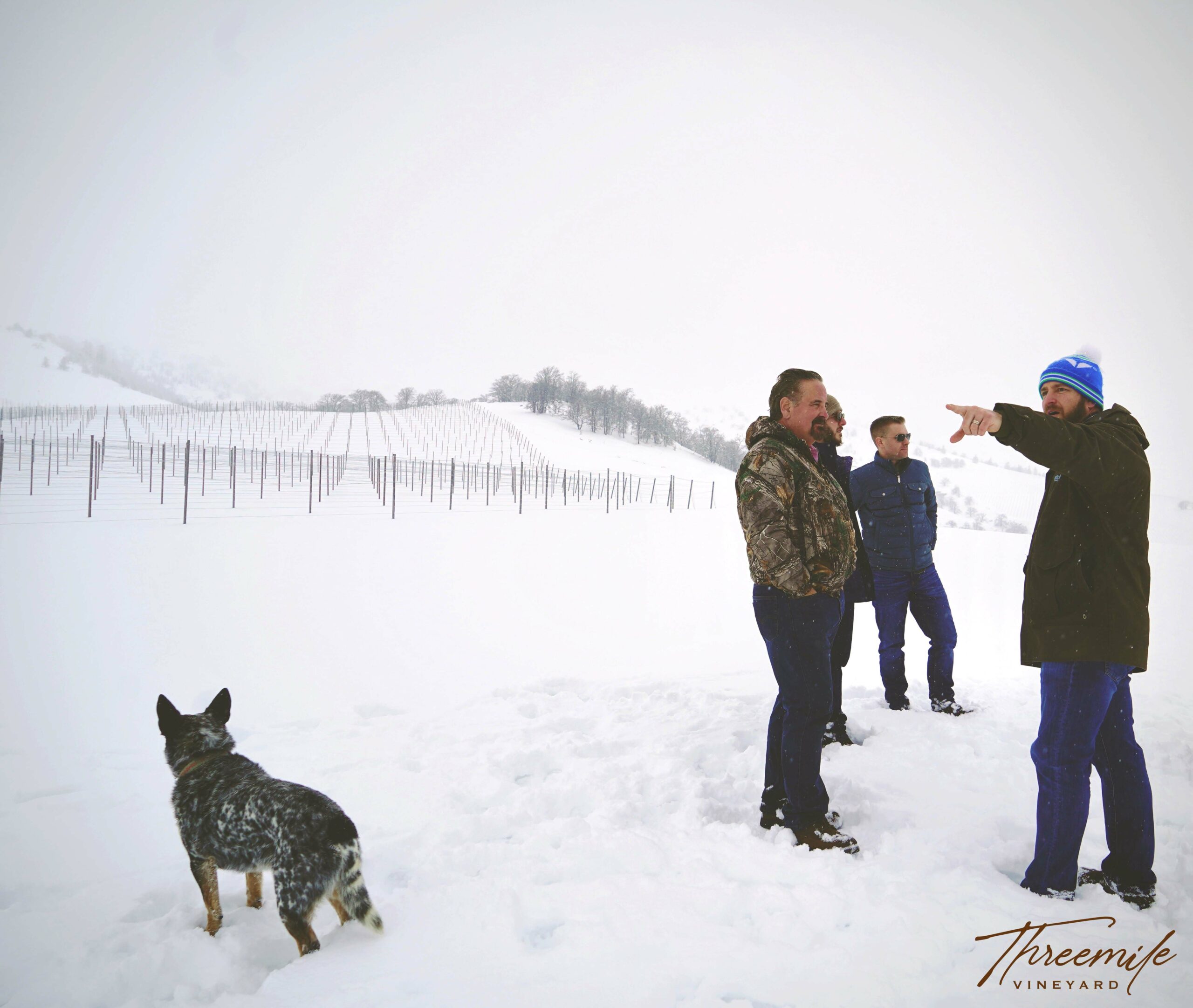 Dog and people in the vineyard in the winter snow