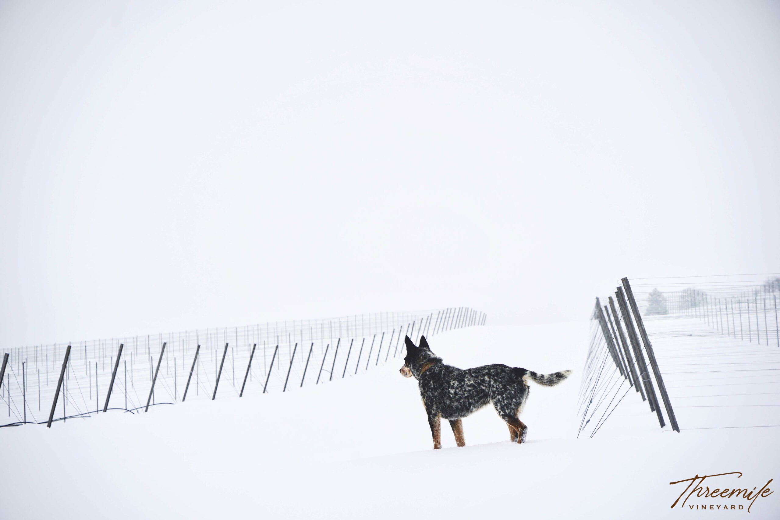 vineyard_dog_snow-
