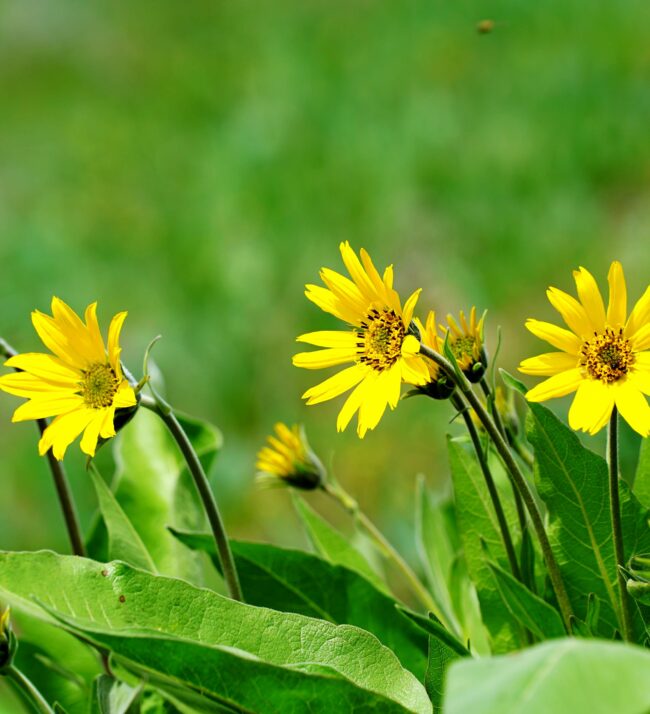 yellow_balsam_flower_spring_oregon