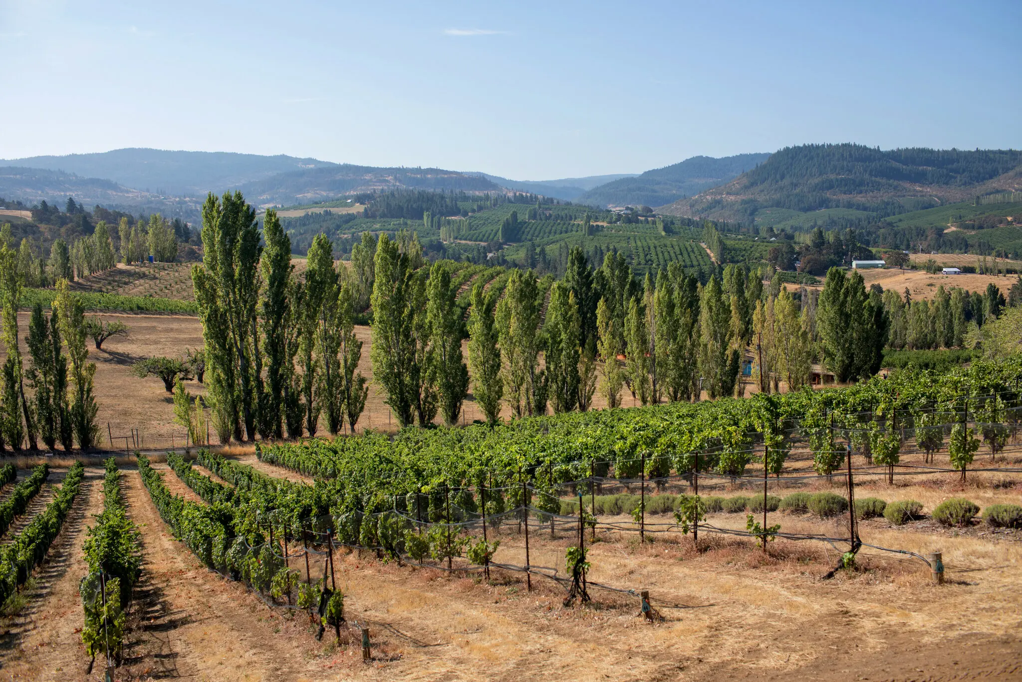 Beyond Willamette Valley Wines_beyong_willamette_valley