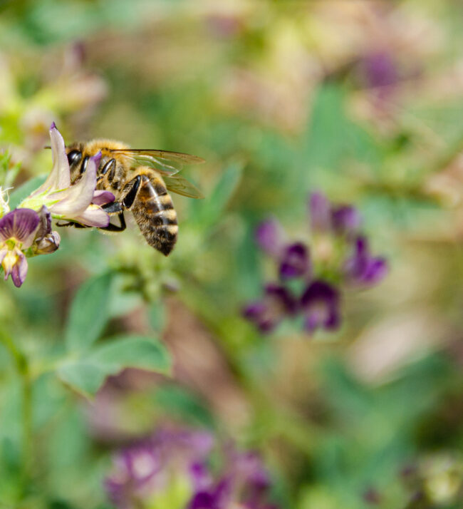 Bee_pollinating_alfalfa_pollinator