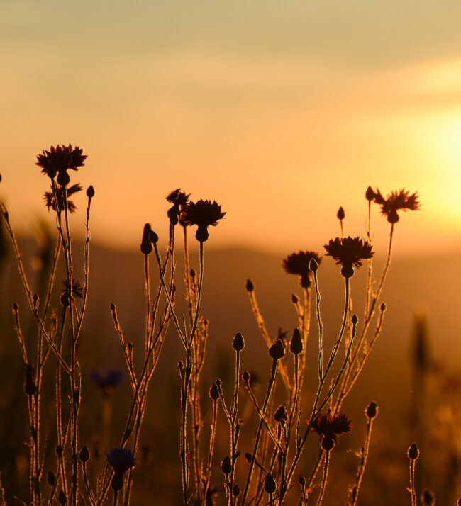 Cornflowers_summer_sunrise