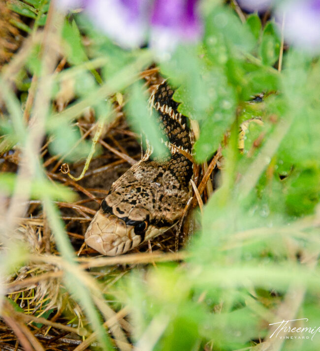 Gopher_snake_in_cover_crop