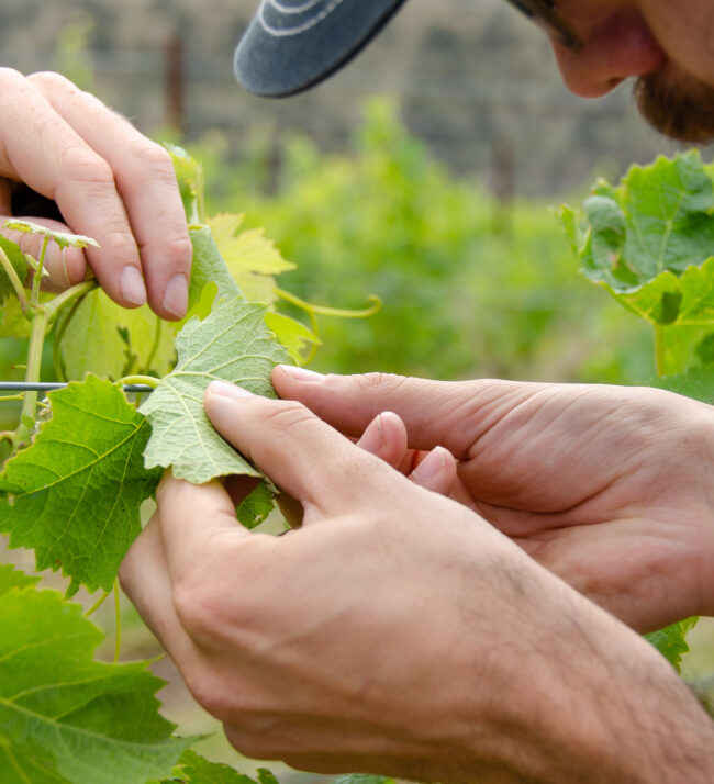 IPM_pest_management_vineyard_farming