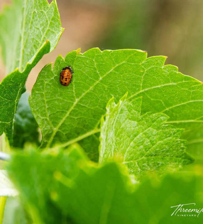 Ladybug_larvae_beneficial_beattle_grape_leaf