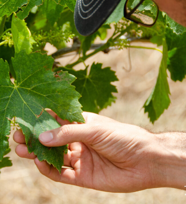 Mildew_IPM_pest_inspection_management_viticulture_grape_leaves