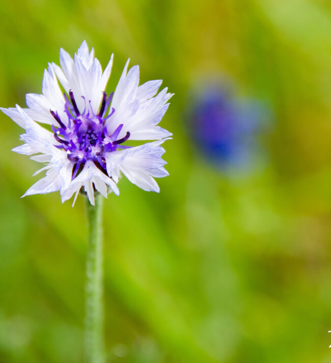 Purple_cornflower_wildflower