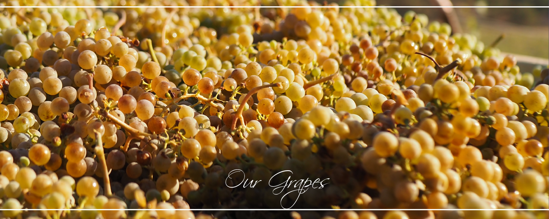 Our_grapes_threemile_vineyard_homepage_slider