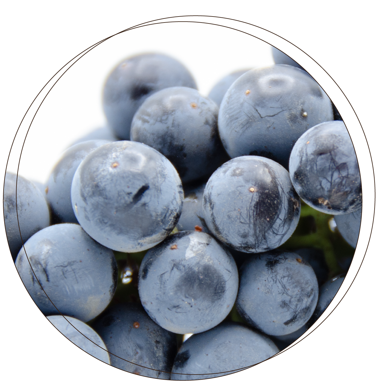 Cab_franc_thumbnail_main_page