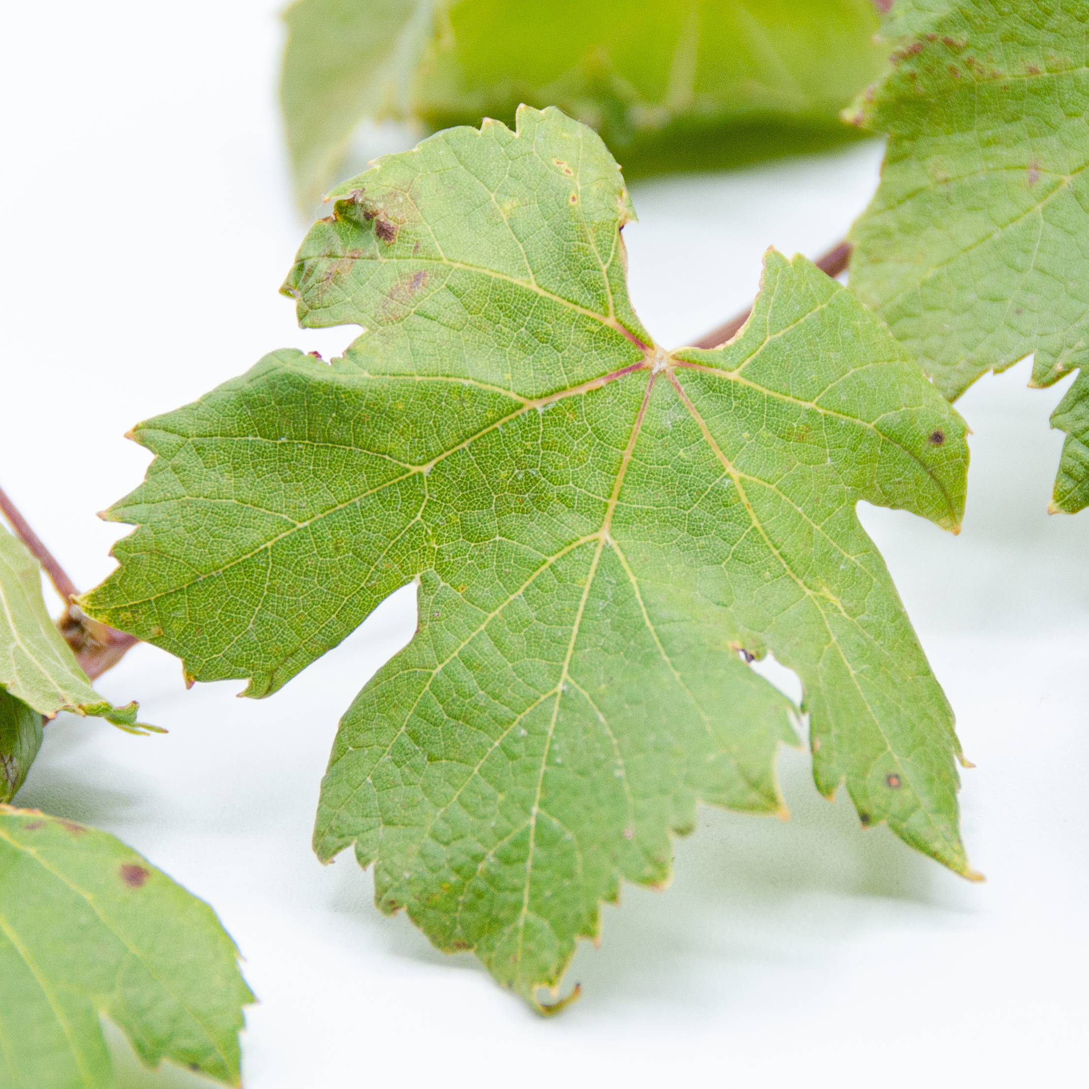 Cab_franc_triptych_2_leaf Cab_franc_triptych_2_leaf