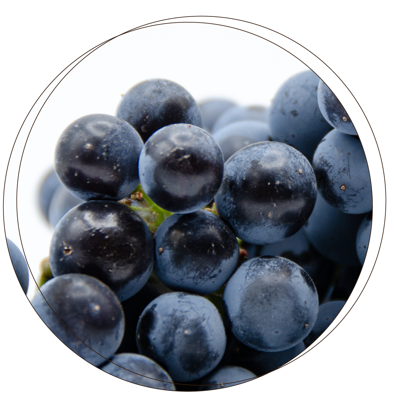 Cab_sauv_thumbnail_main_page