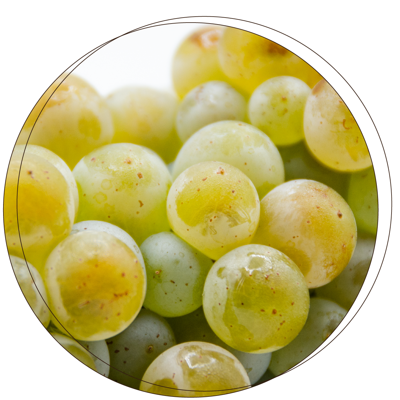 Chenin_blanc_thumbnail