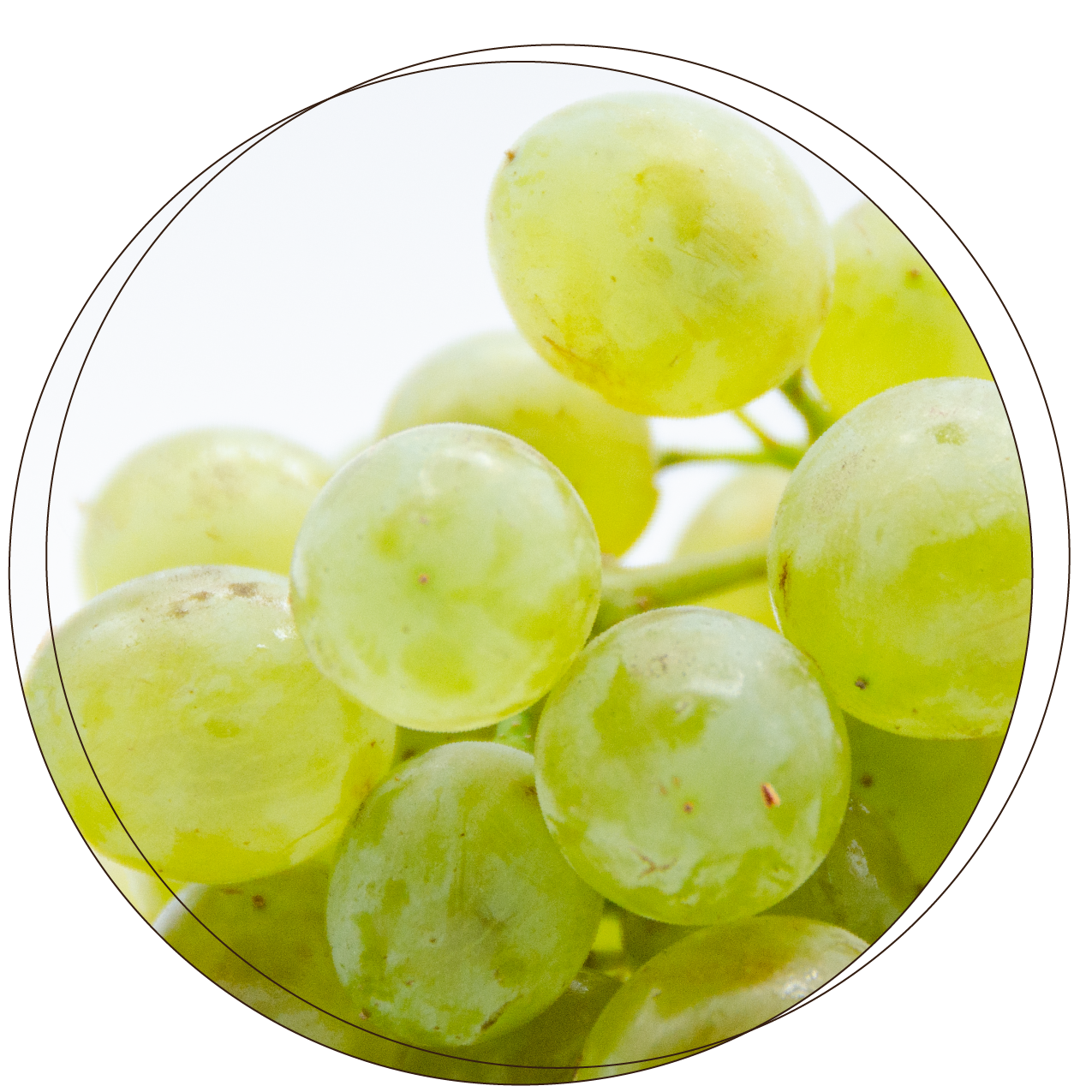 Clairette_thumbnail_main_page.