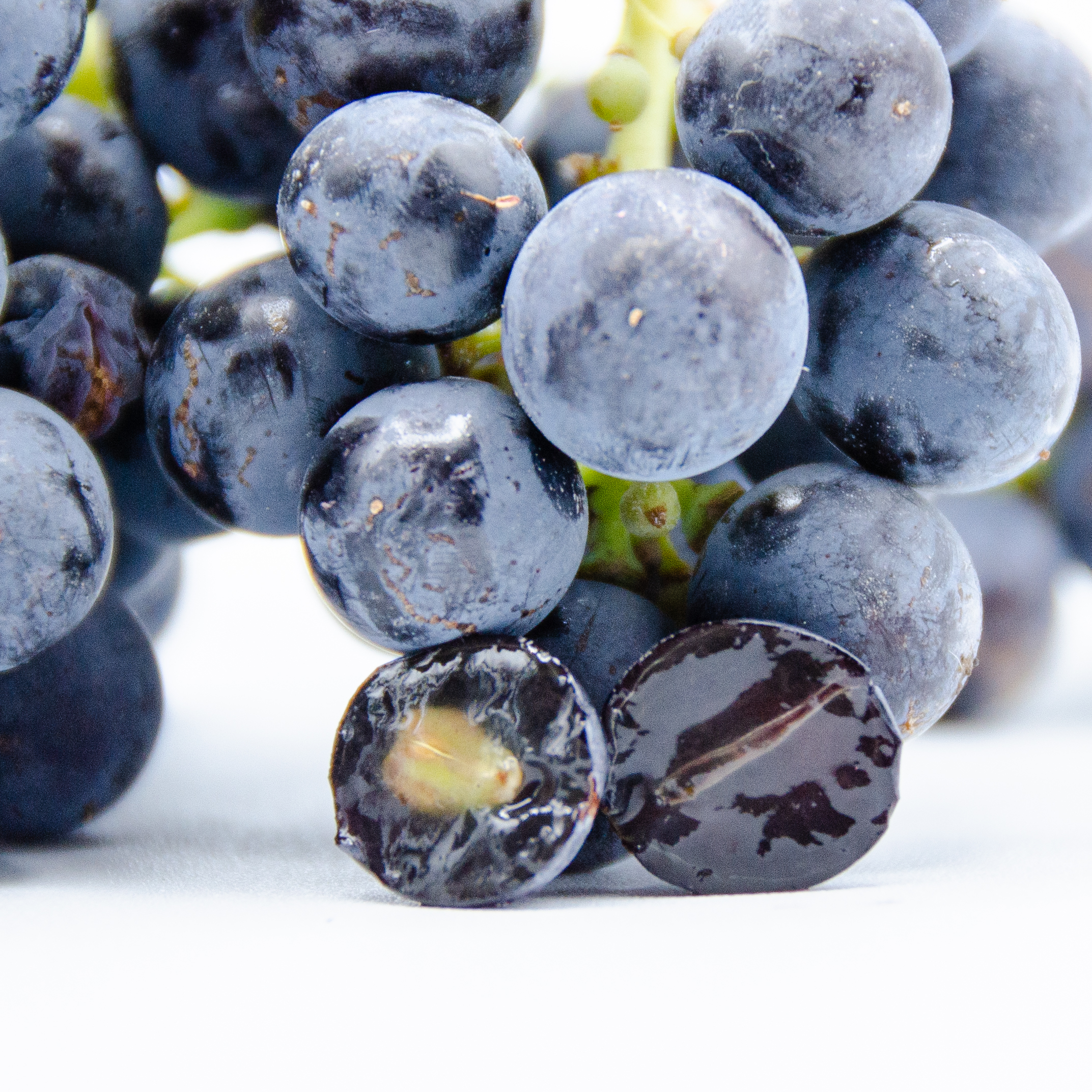 Merlot_Tryptich_slice_3 Merlot_Tryptich_slice_3