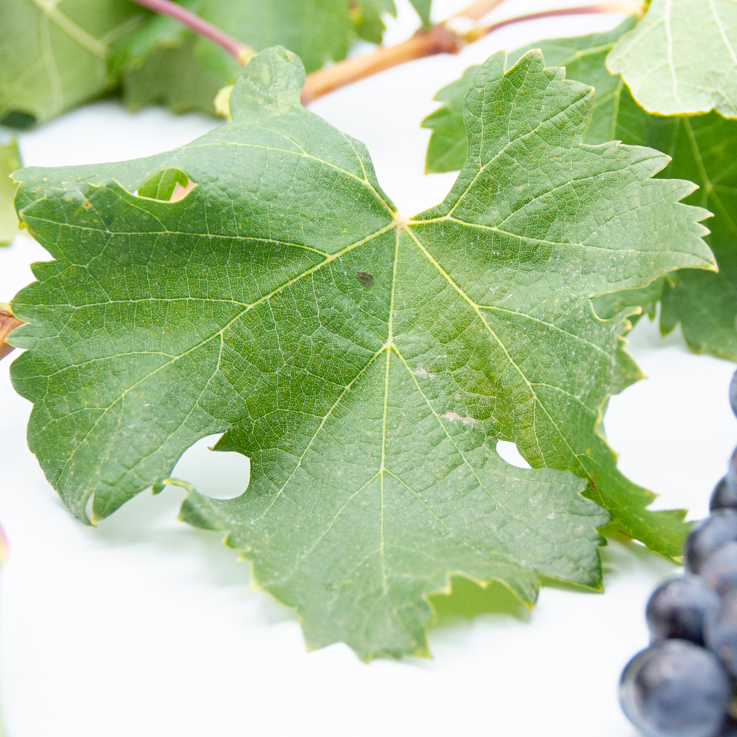Merlot_tryptich_leaf_1 Merlot_tryptich_leaf_1