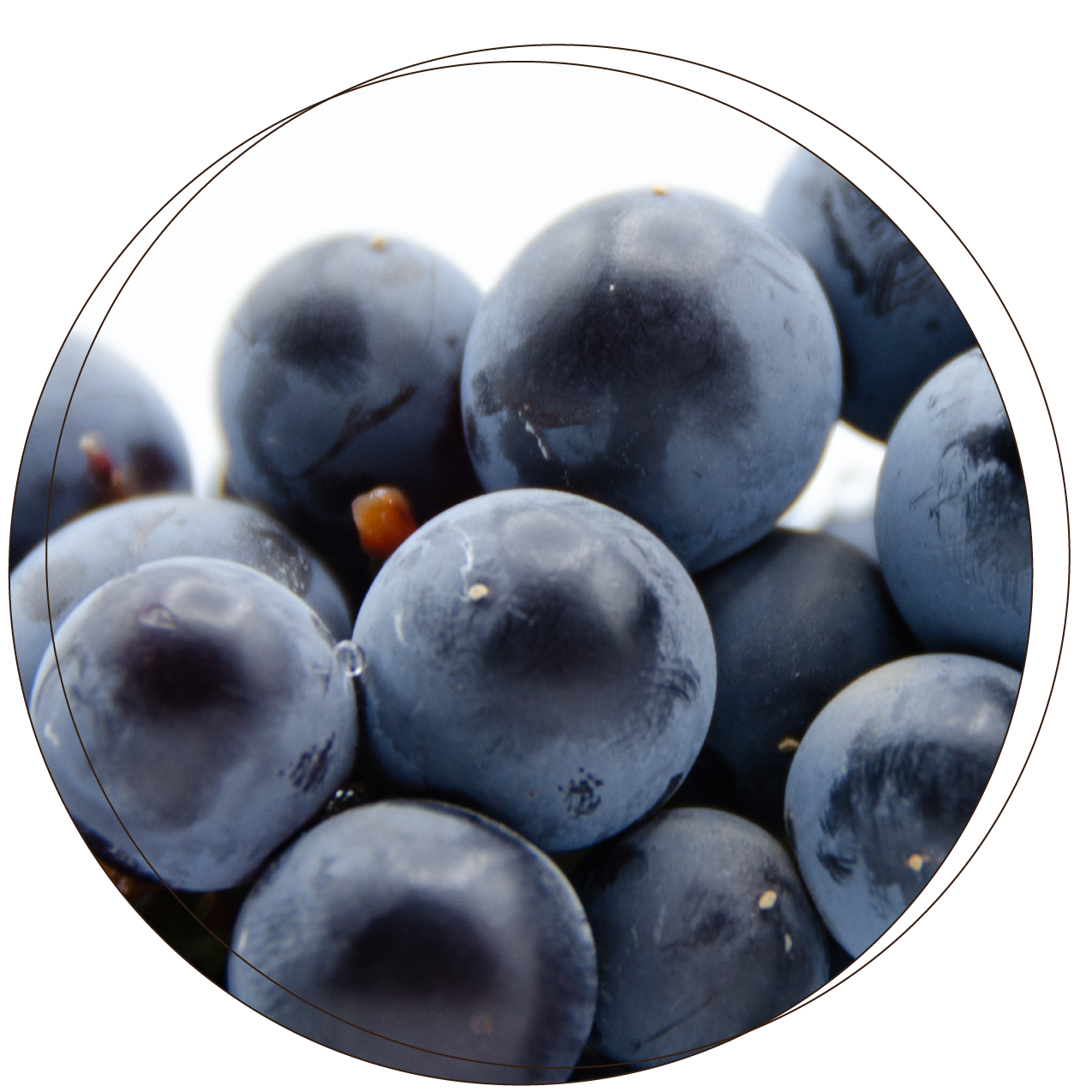 Mourvedre_thumbnail_main_page