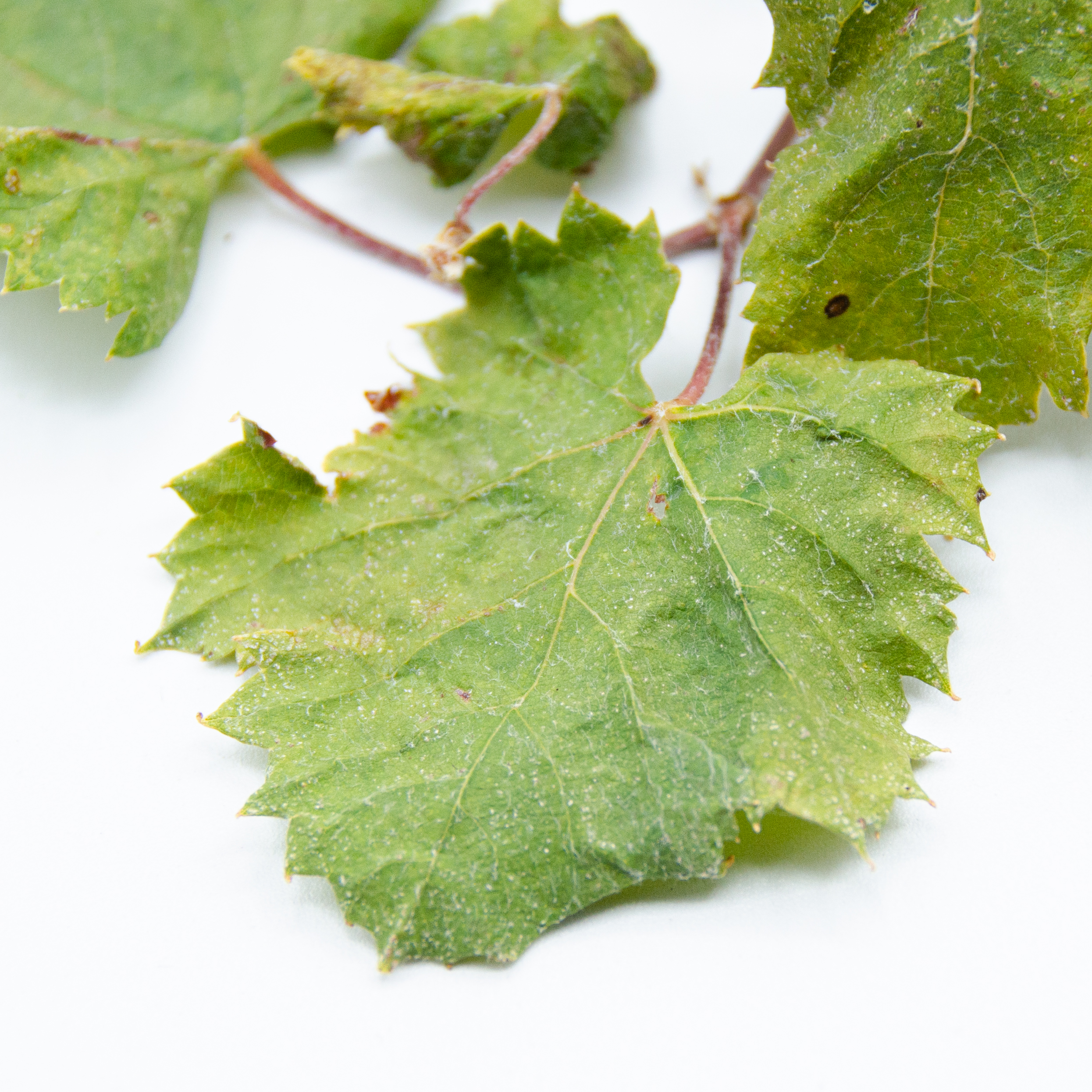 Mouvedre_tryptich_leaf_1 Mouvedre_tryptich_leaf_1