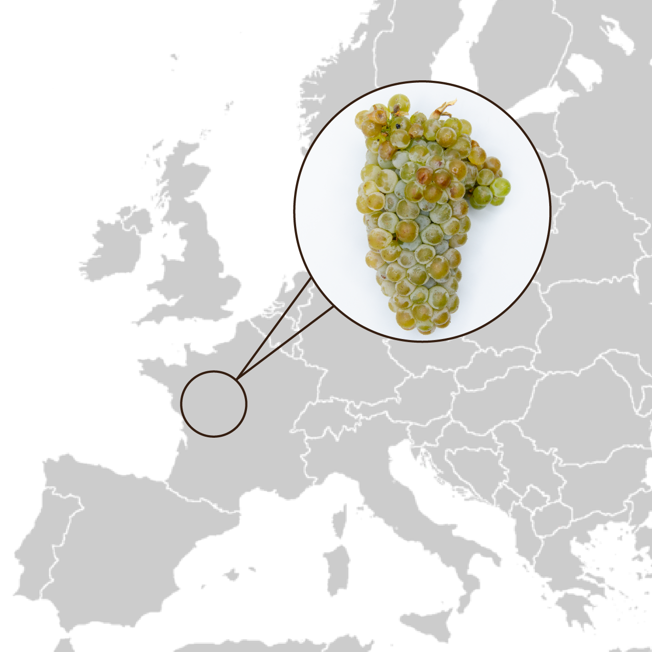Origin_chenin_blanc Origin_chenin_blanc