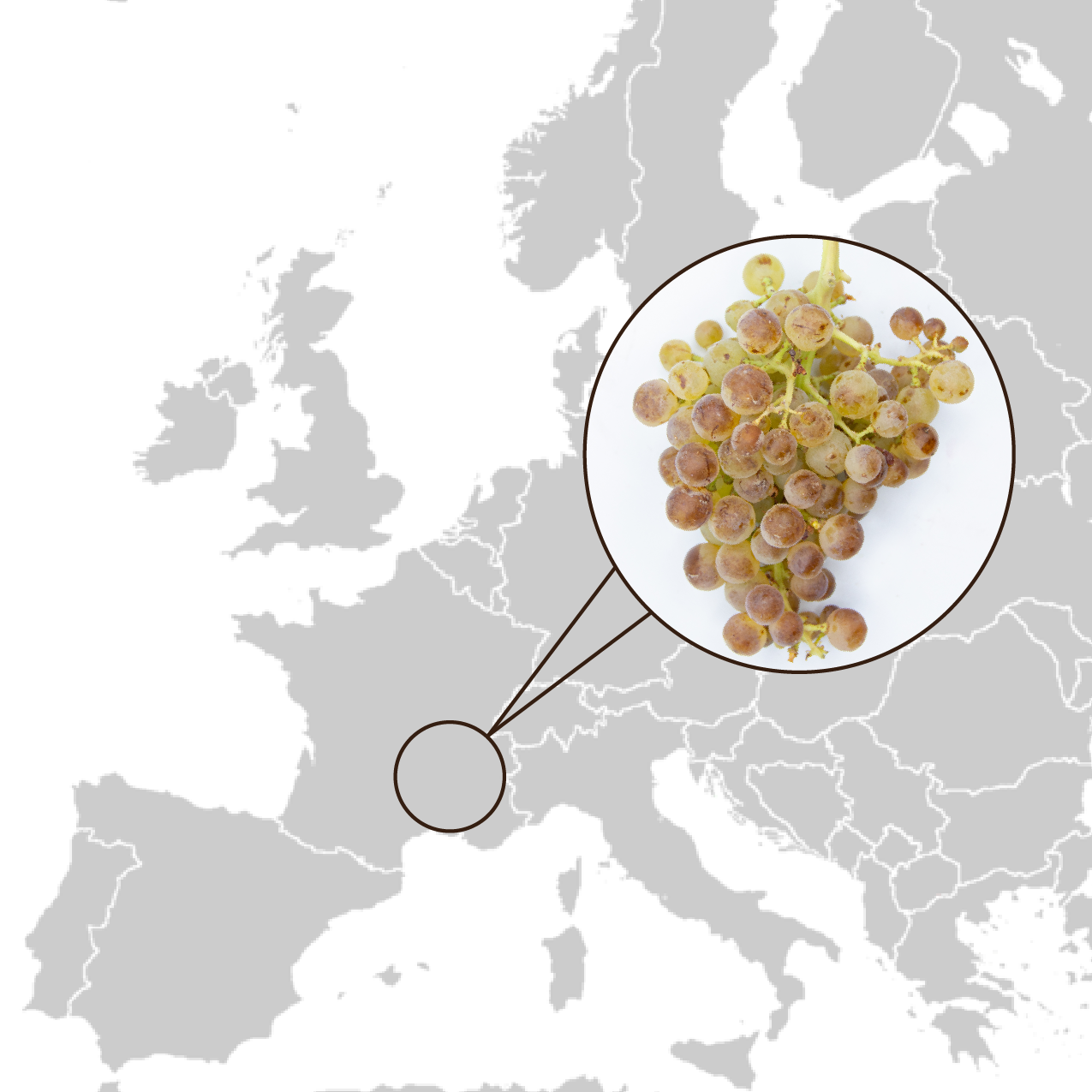 Roussanne_origins-01