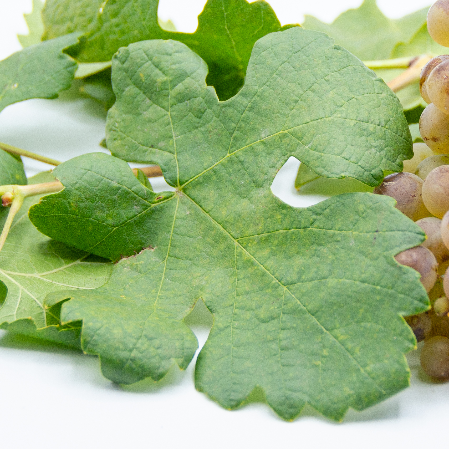 Roussanne_triptych_1_leaf Roussanne_triptych_1_leaf